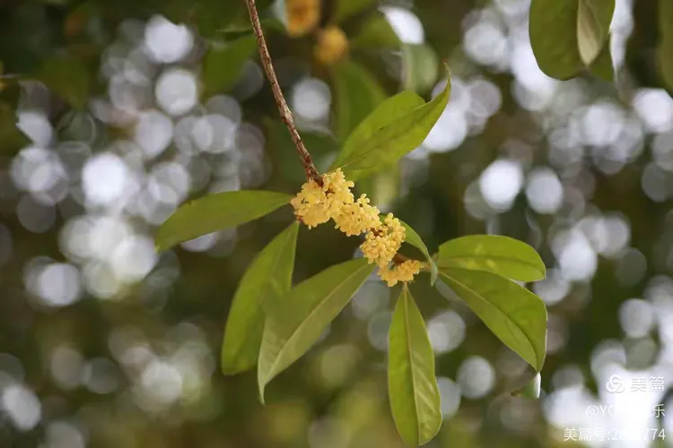 金桂飘香